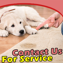 Contact Carpet Cleaning Company